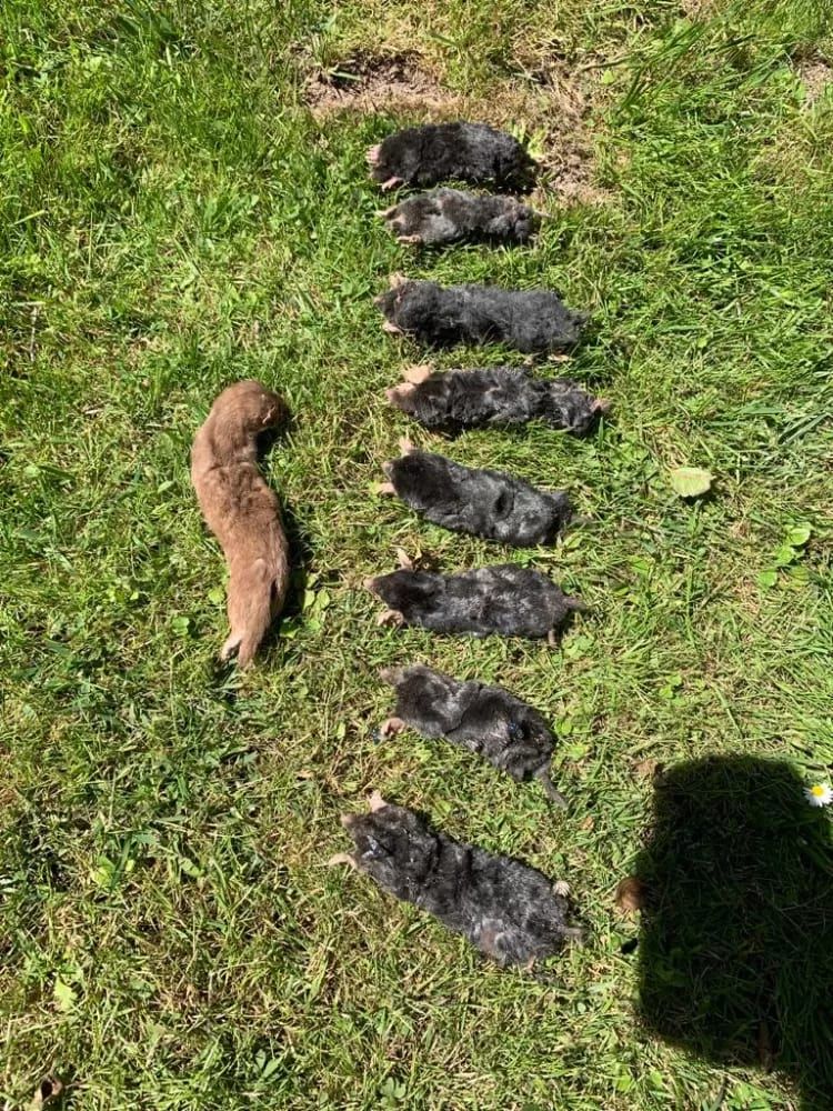 Image saisissante où une belette, prédateurs naturels, piègent habilement des taupes.