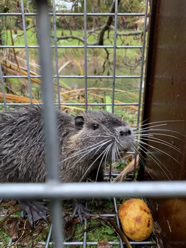 Ragondin capturer avec une boite cage et pomme