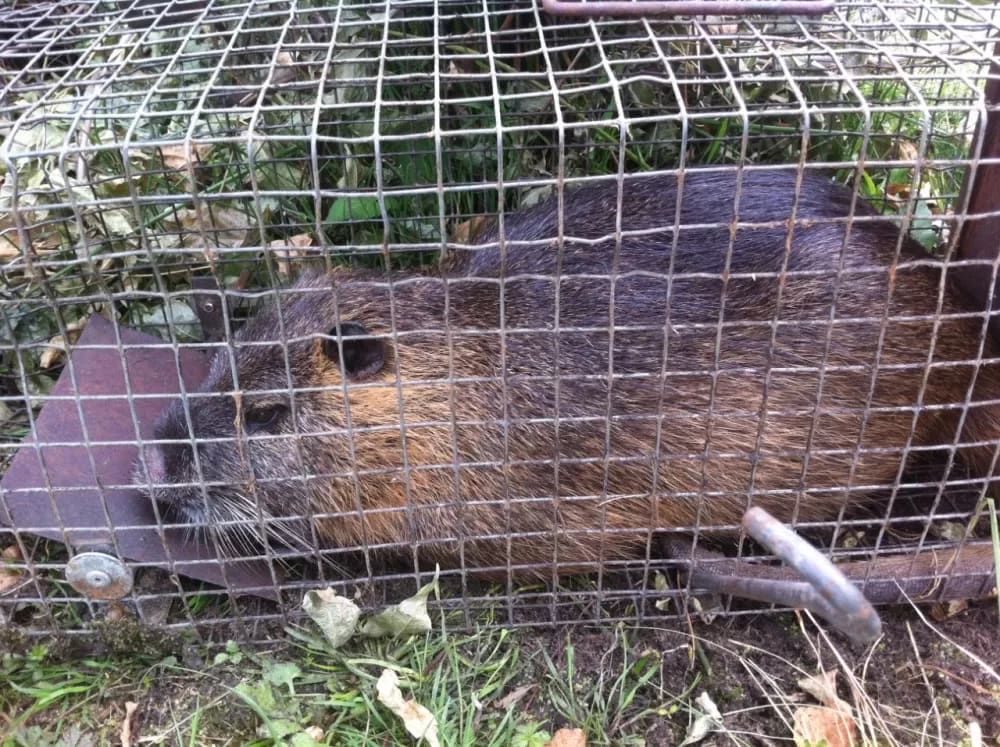 Ragondin piéger dans une boite cage