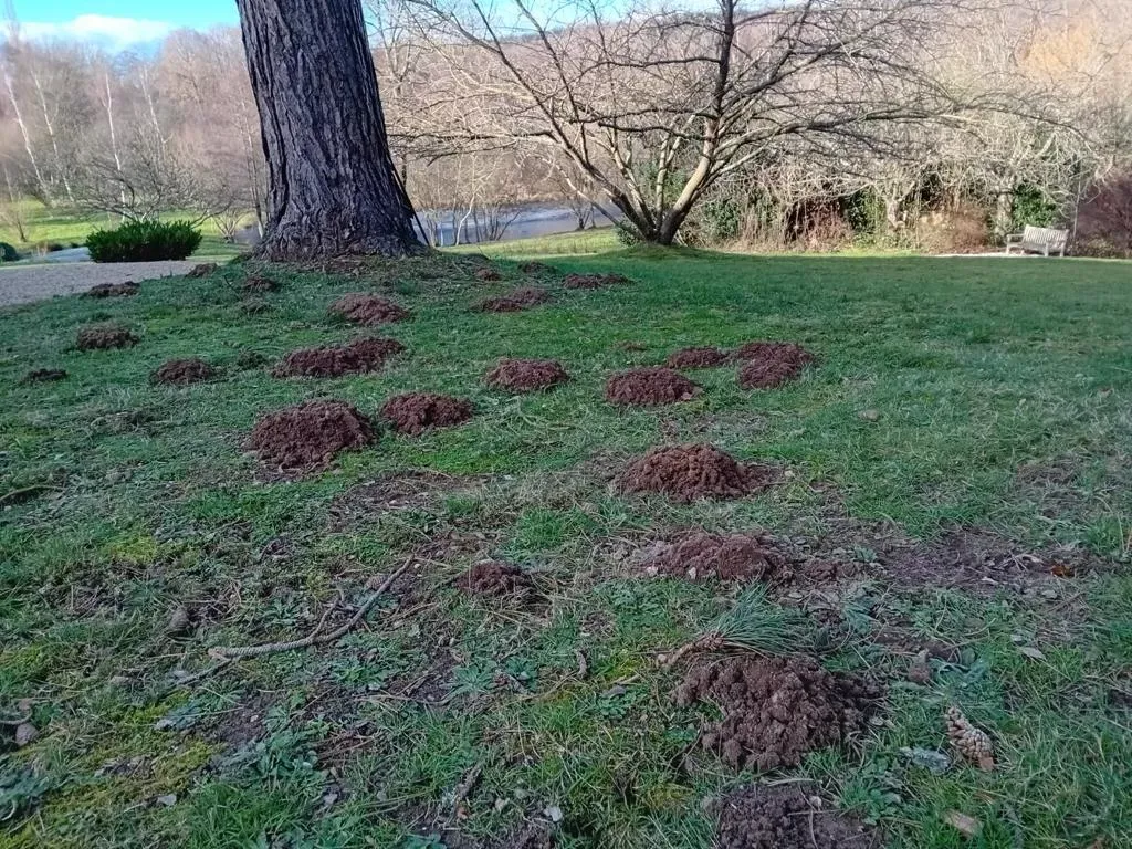 Série de taupinières dispersées sur une pelouse illustrant l'impact des taupes
