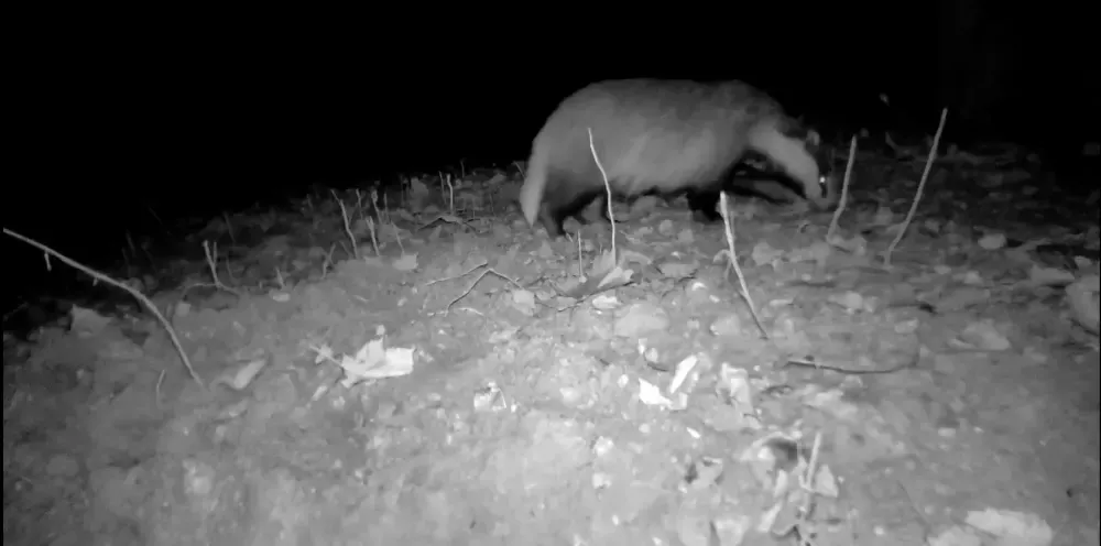 Photo d'un blaireau européen capturée de nuit avec une caméra nocturne.