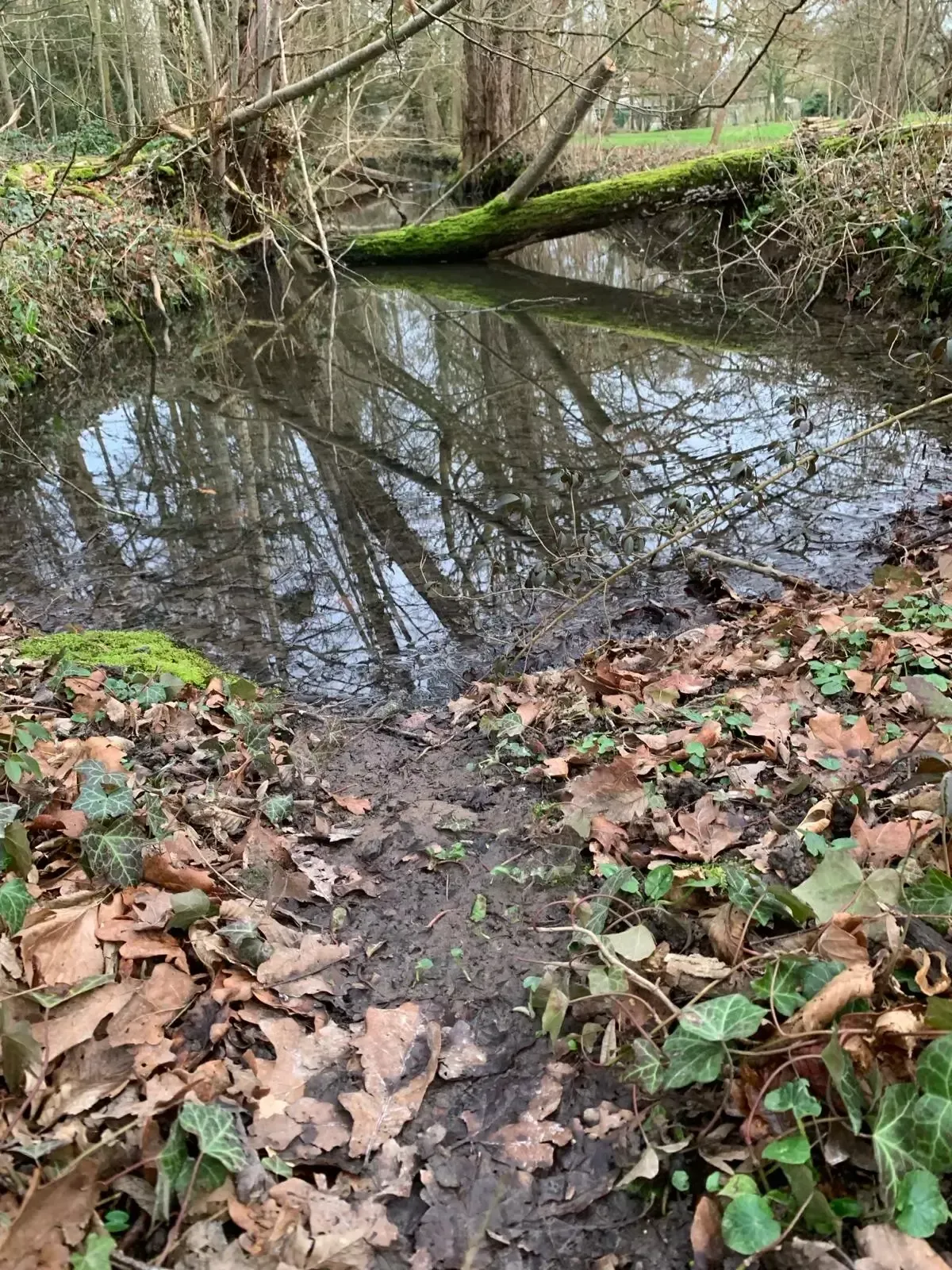 Traces de Ragondins sur des berges