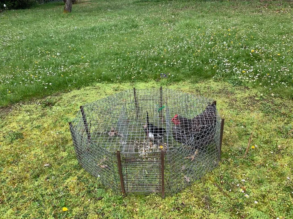 Corneille capturée dans une boîte-cage sécurisée, conçue pour protéger les animaux de compagnie et garantir un piégeage sans danger.