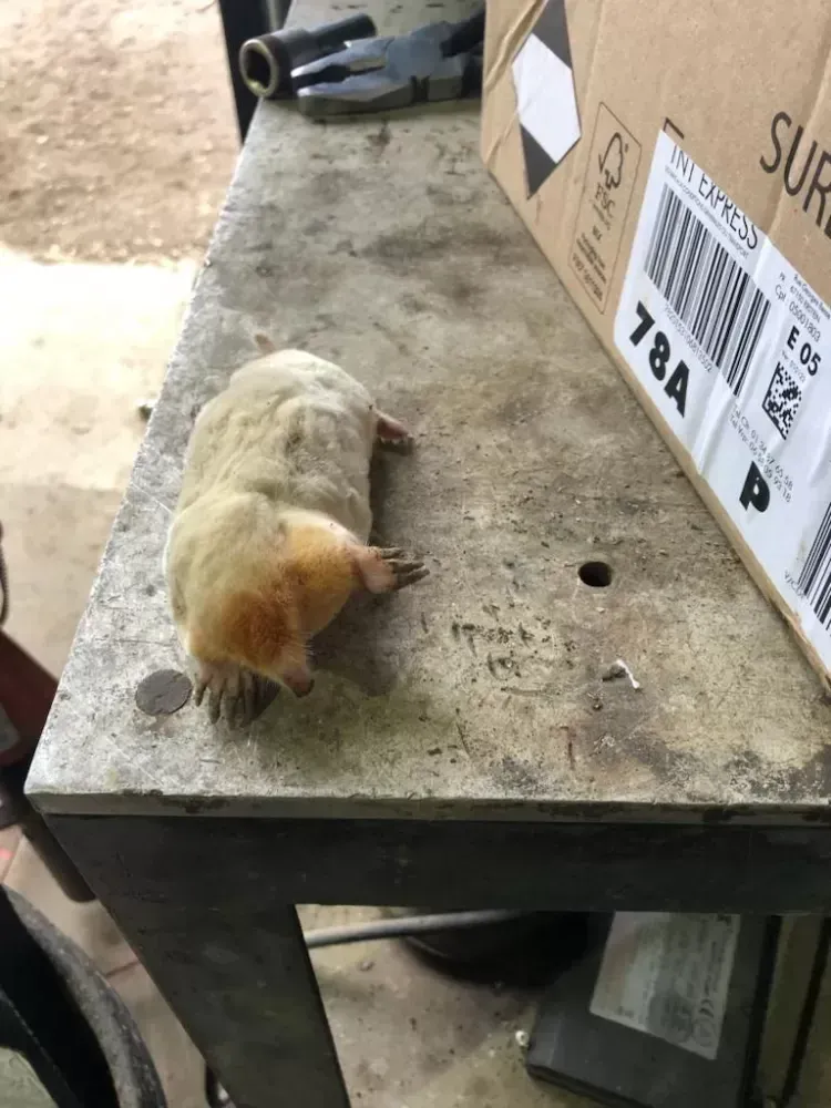 Taupe albinos avec un pelage blanc