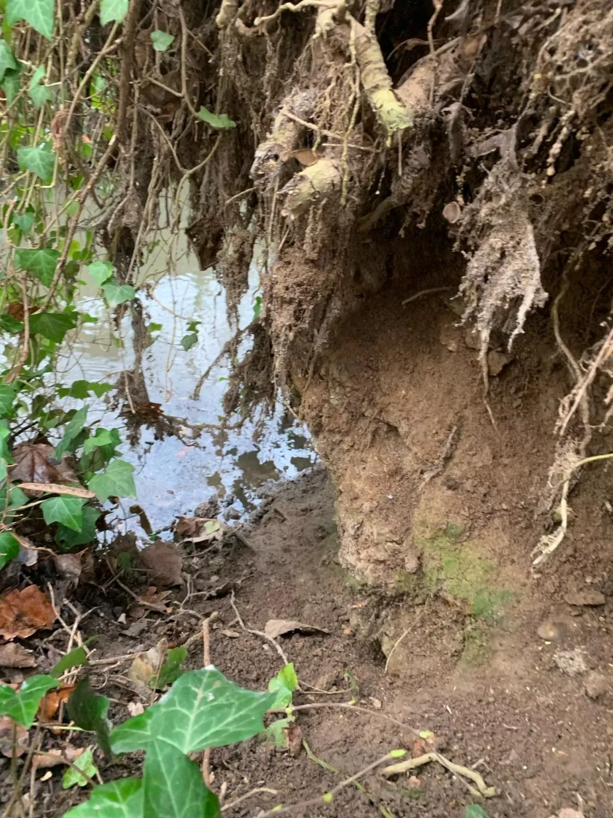 Problèmes Environnementaux Causés sur une Berges par les Ragondins