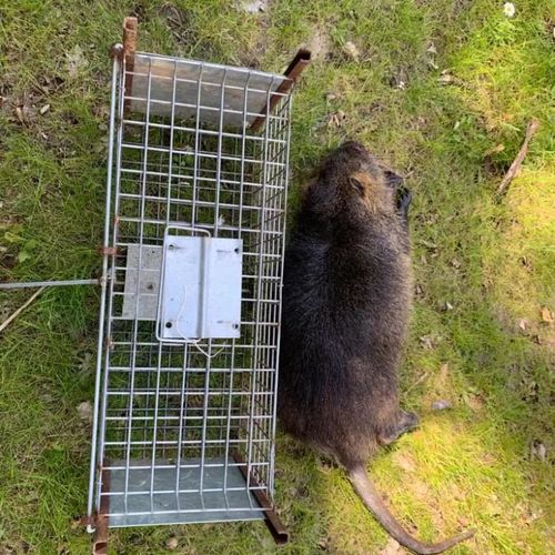 Ragondin brun à côté d'un piége boîte-cage métallique pour capture de nuisibles