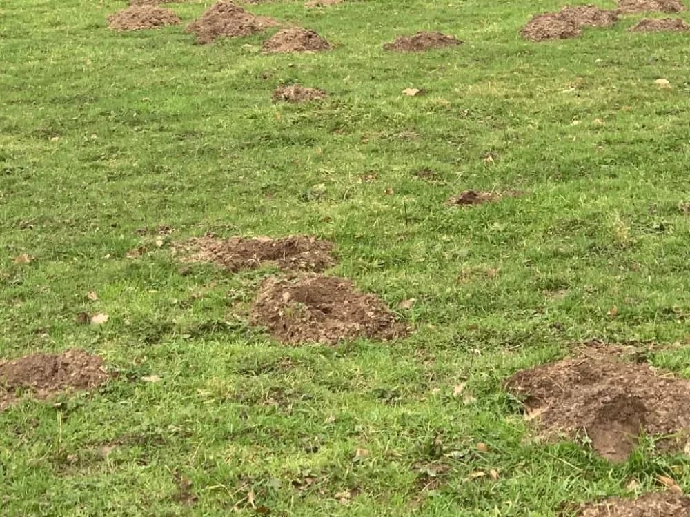 Taupinière de taupes dans un jardin, monticules de terre caractéristiques causés par les taupes.