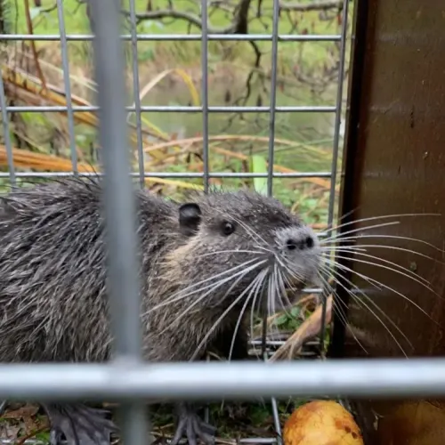 Photo de ragondin capturer avec une pomme, dans un piège boite cage.