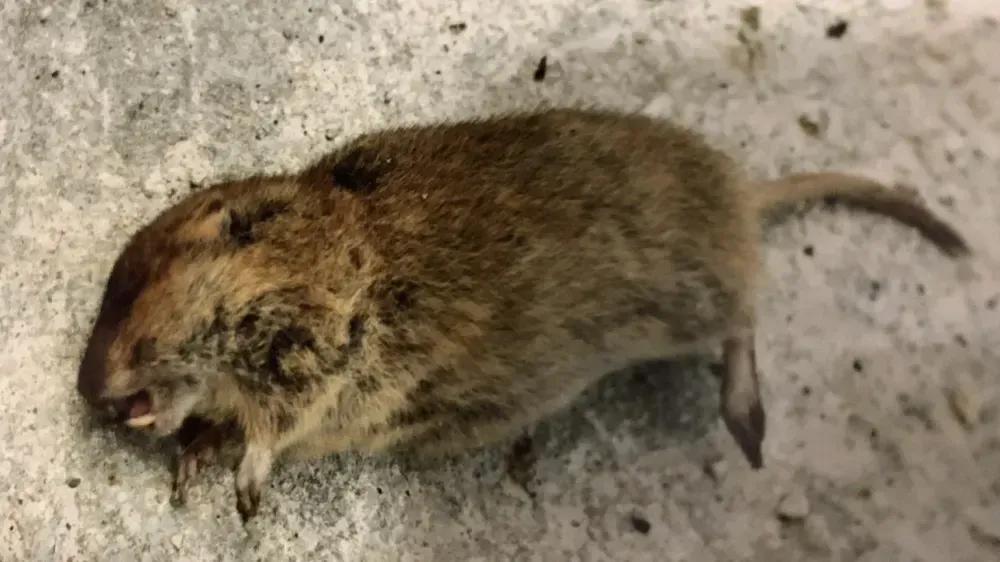 Rats taupiers dans le jardin, contrôlés par l'expert piégeur Laurent Theneau.