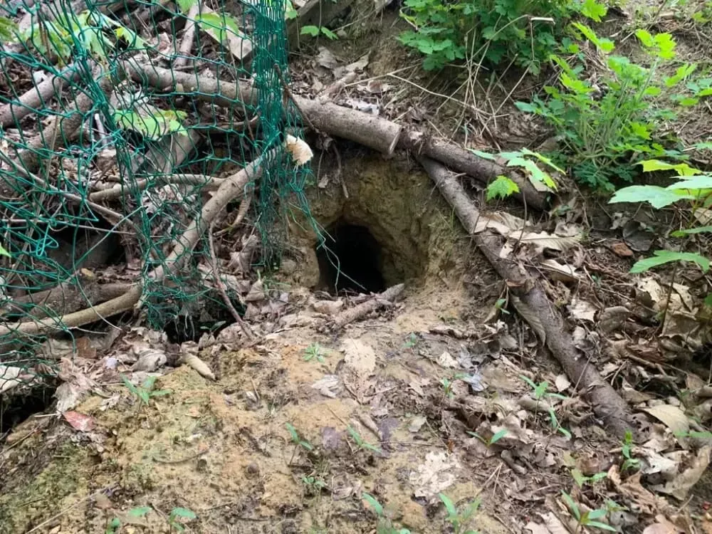 Terrier de renard roux dissimulé dans son environnement naturel.