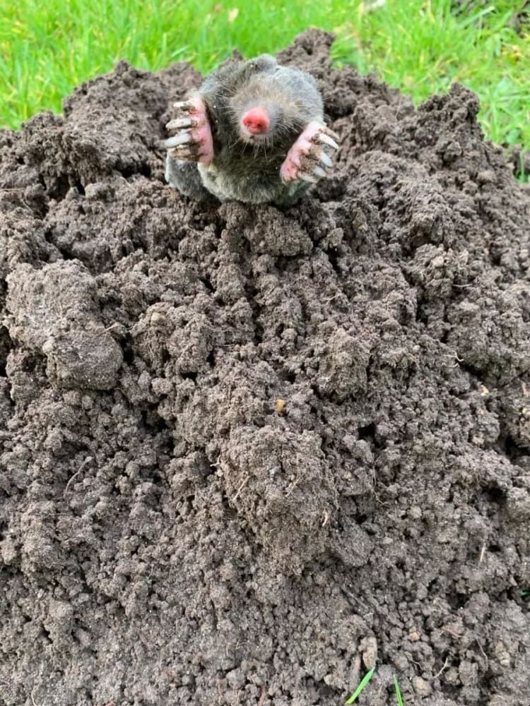 Taupe dans une taupinières