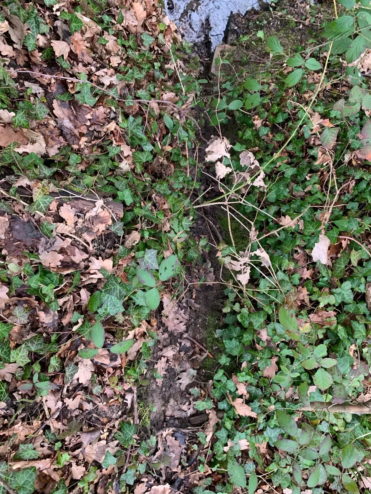 Choisir le Bon Emplacement pour les Boîtes Cages : Trouver les Traces de Ragondin